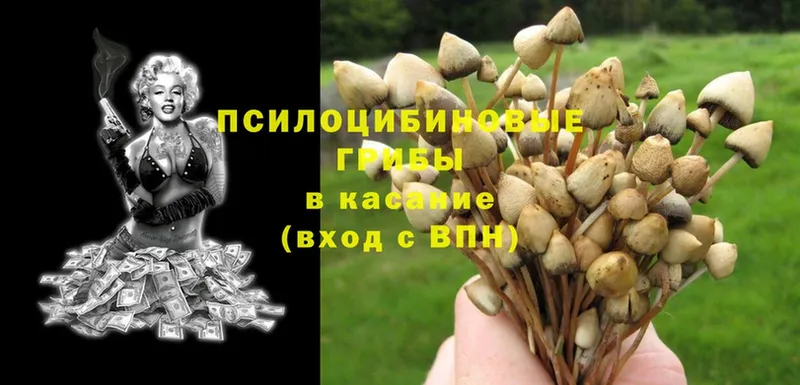 Псилоцибиновые грибы Psilocybine cubensis  наркота  Балашов 